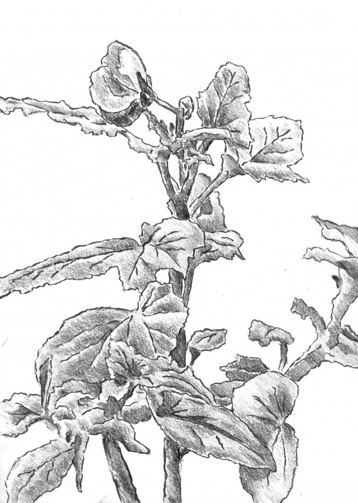 Botanical Growth Sketch by Kulik