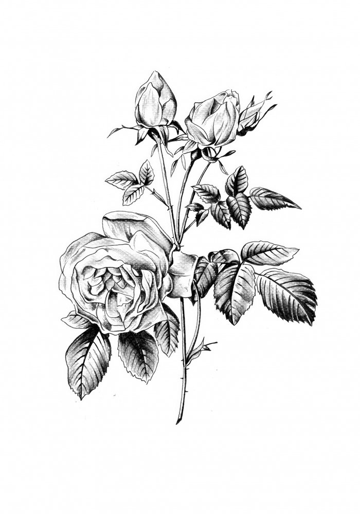 Classic Botanical Rose by Kulik