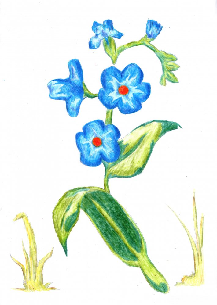Delicate Blue Blooms by Kulik