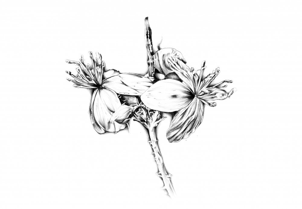 Delicate Botanical Study by Kulik