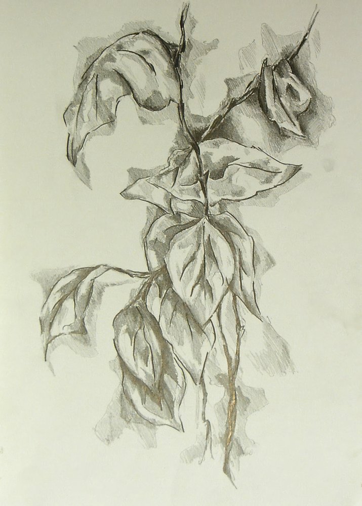Delicate Leaf Study by Kulik