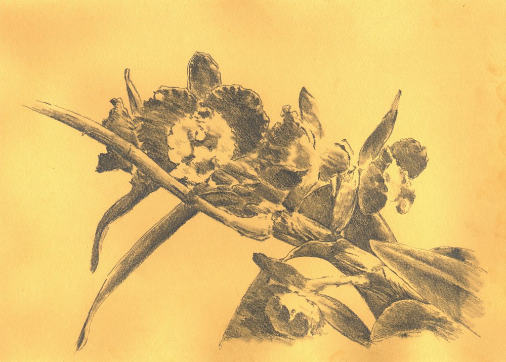 Delicate Orchid Drawing by Kulik