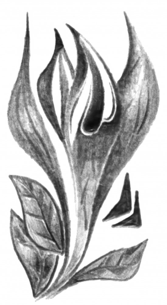 Elegant Botanical Sketch by Kulik