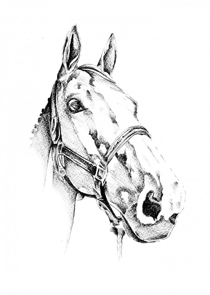 Elegant Horse Portrait by Kulik