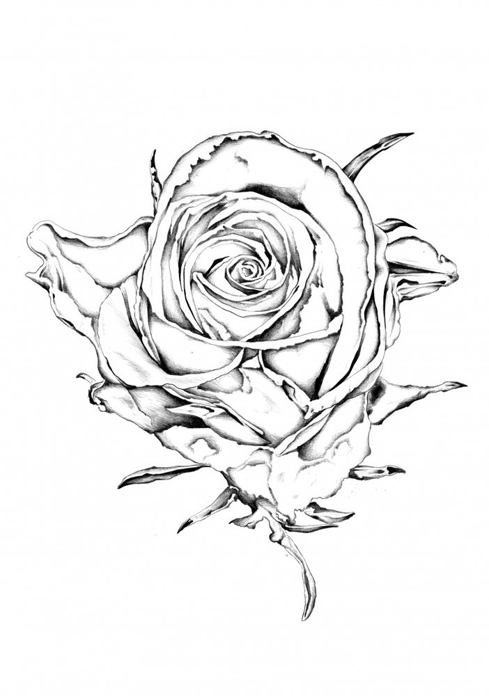 Elegant Rose Drawing by Kulik