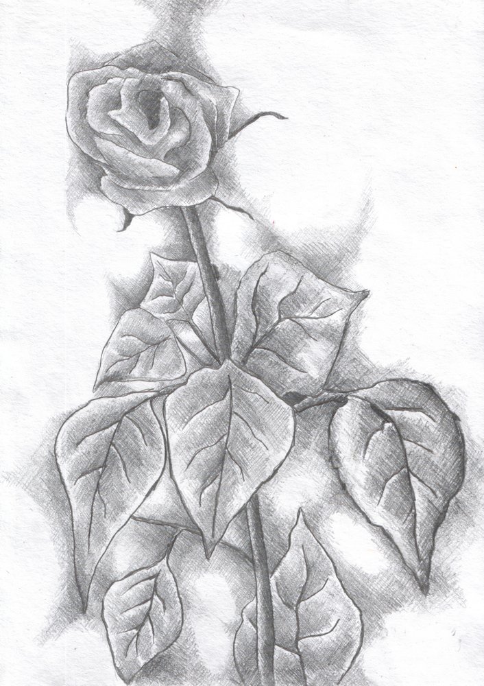 Elegant Rose Sketch by Kulik