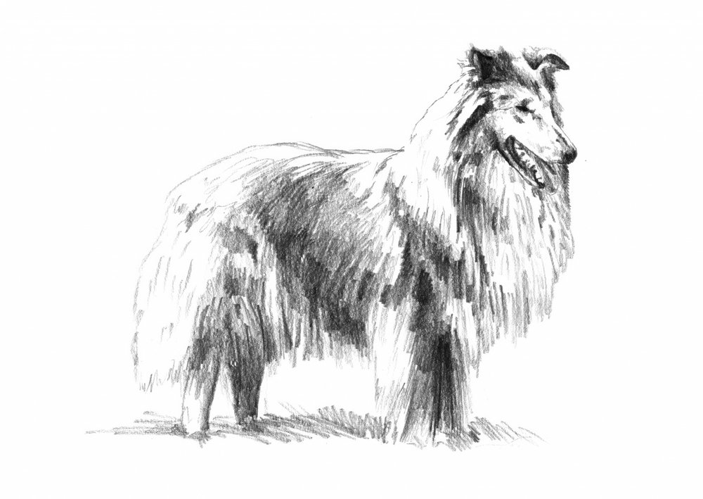 Elegant Rough Collie Drawing by Kulik