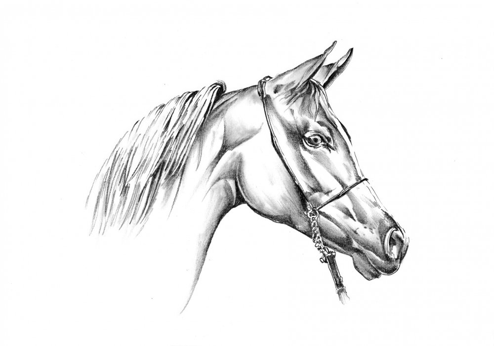 Majestic Arabian Horse by Kulik