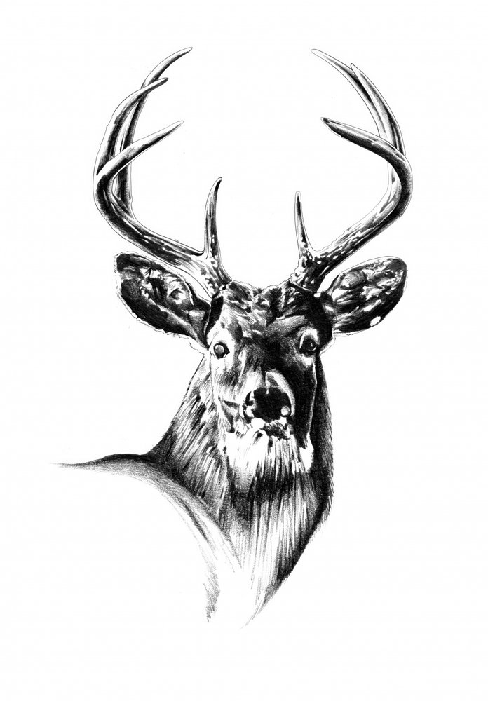 Majestic Buck Portrait by Kulik