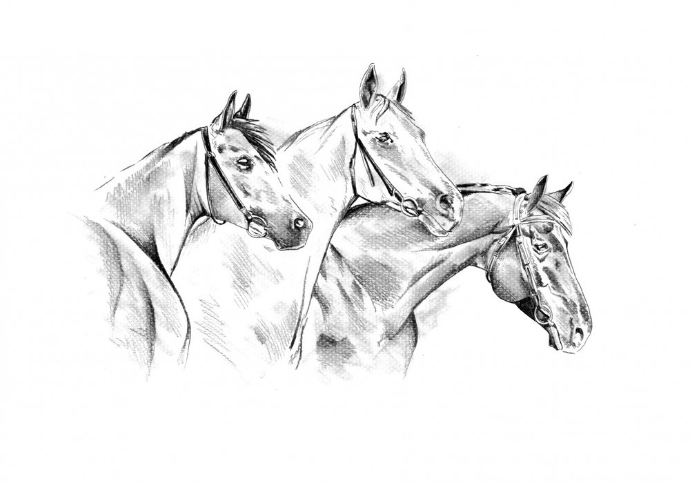 Majestic Horse Drawing by Kulik