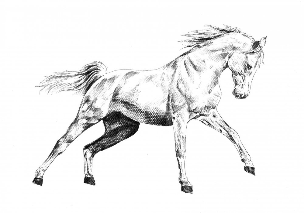 Majestic Horse Gallop by Kulik