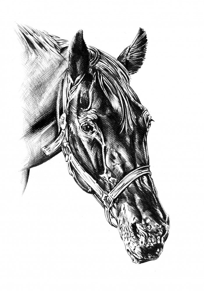 Majestic Horse Head by Kulik
