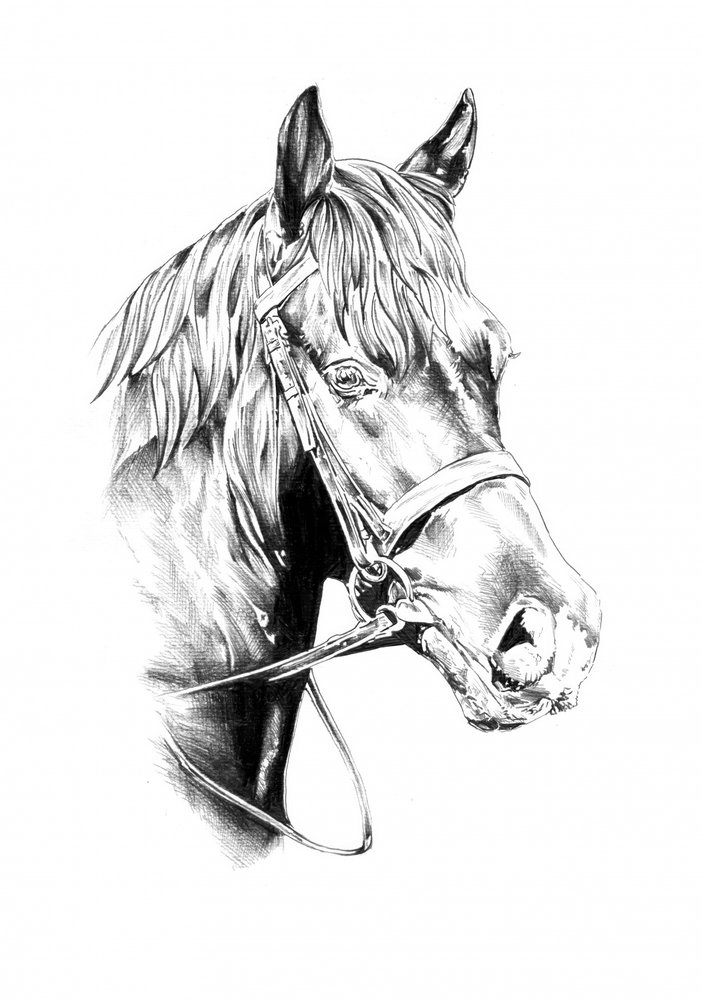 Majestic Horse Portrait by Kulik