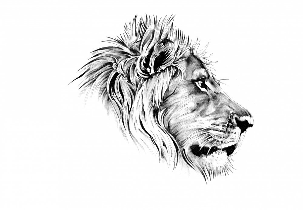 Majestic Lion Profile by Kulik