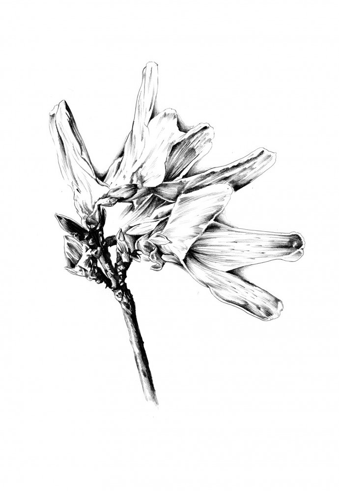 Monochrome Floral Sketch by Kulik