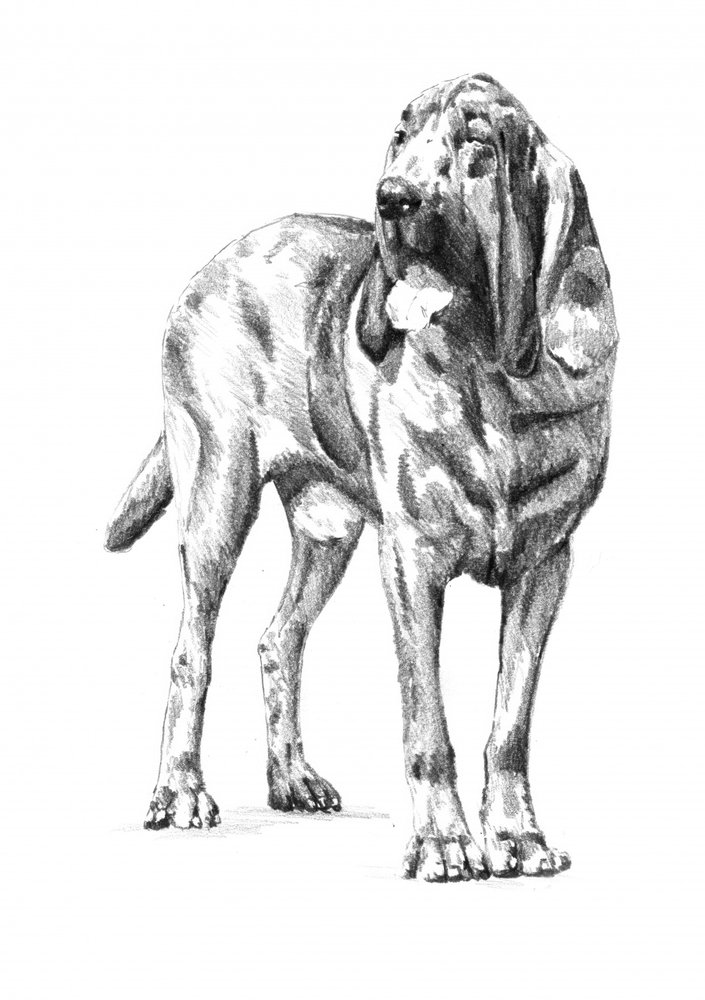 Noble Bloodhound Sketch by Kulik