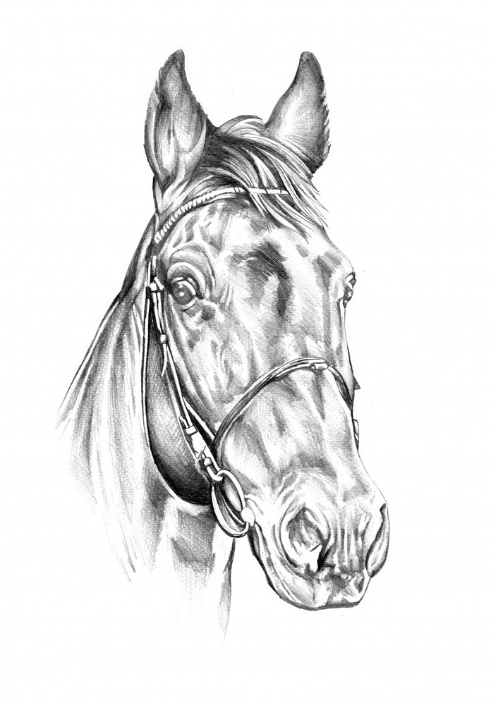 Noble Horse Drawing by Kulik