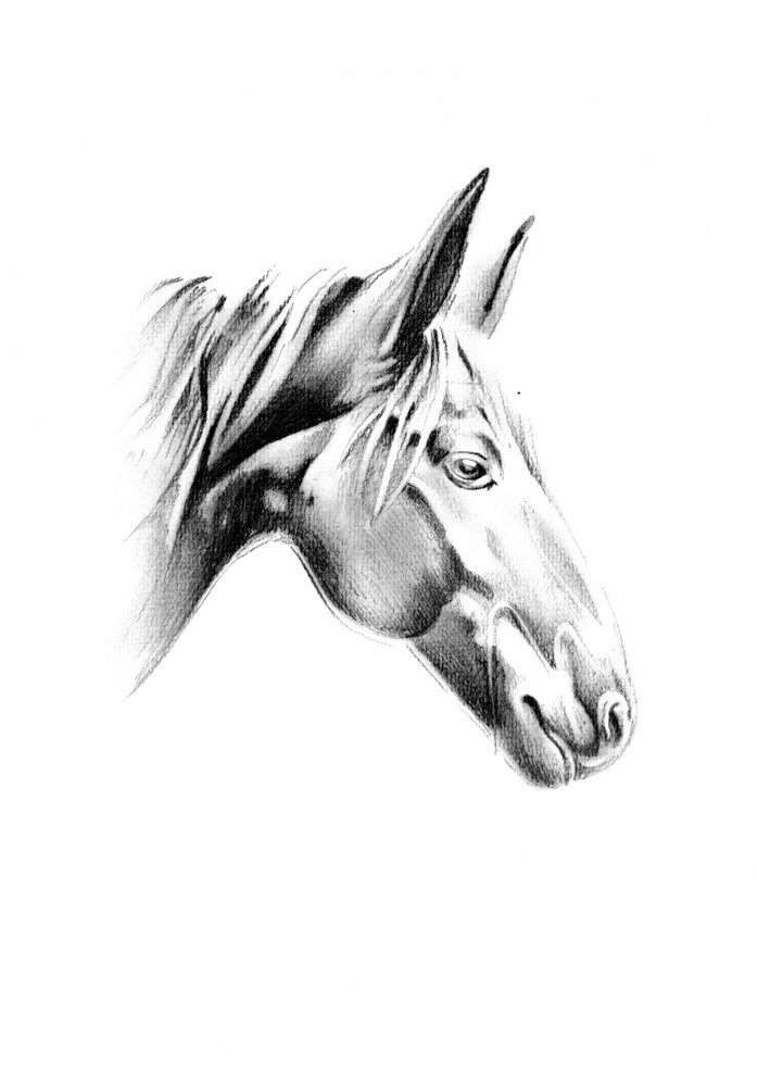 Noble Horse Profile by Kulik