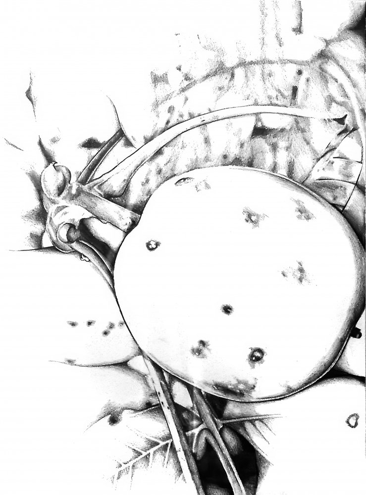 Rustic Apple Sketch by Kulik