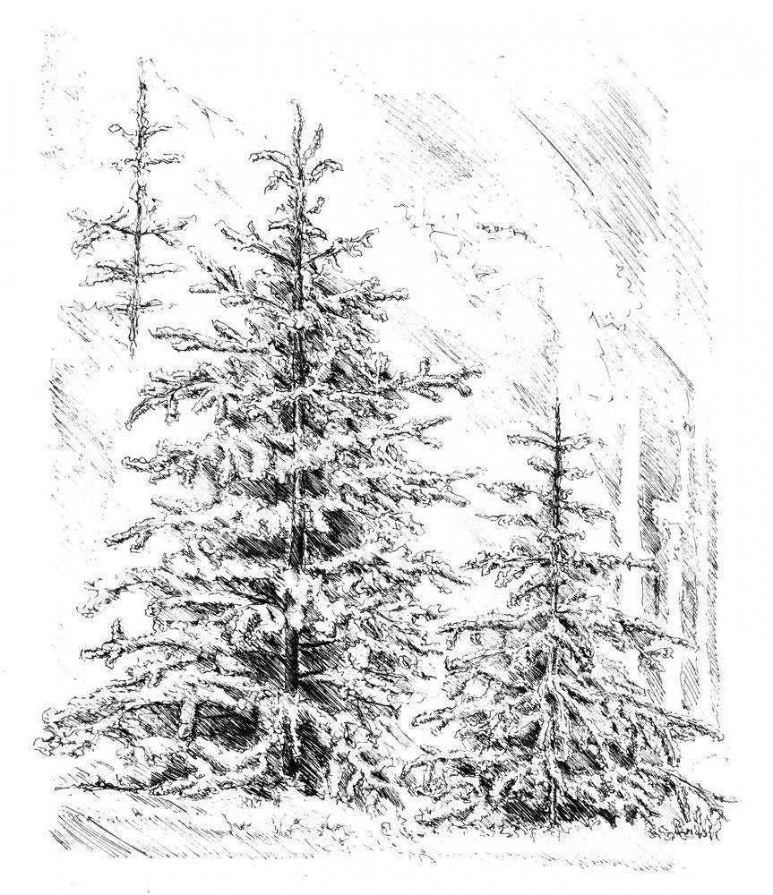 Snowy Evergreen Forest by Kulik