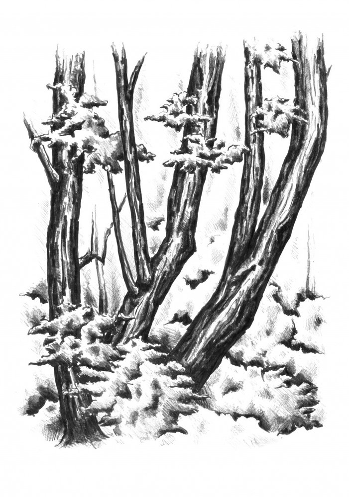 Snowy Winter Woods by Kulik
