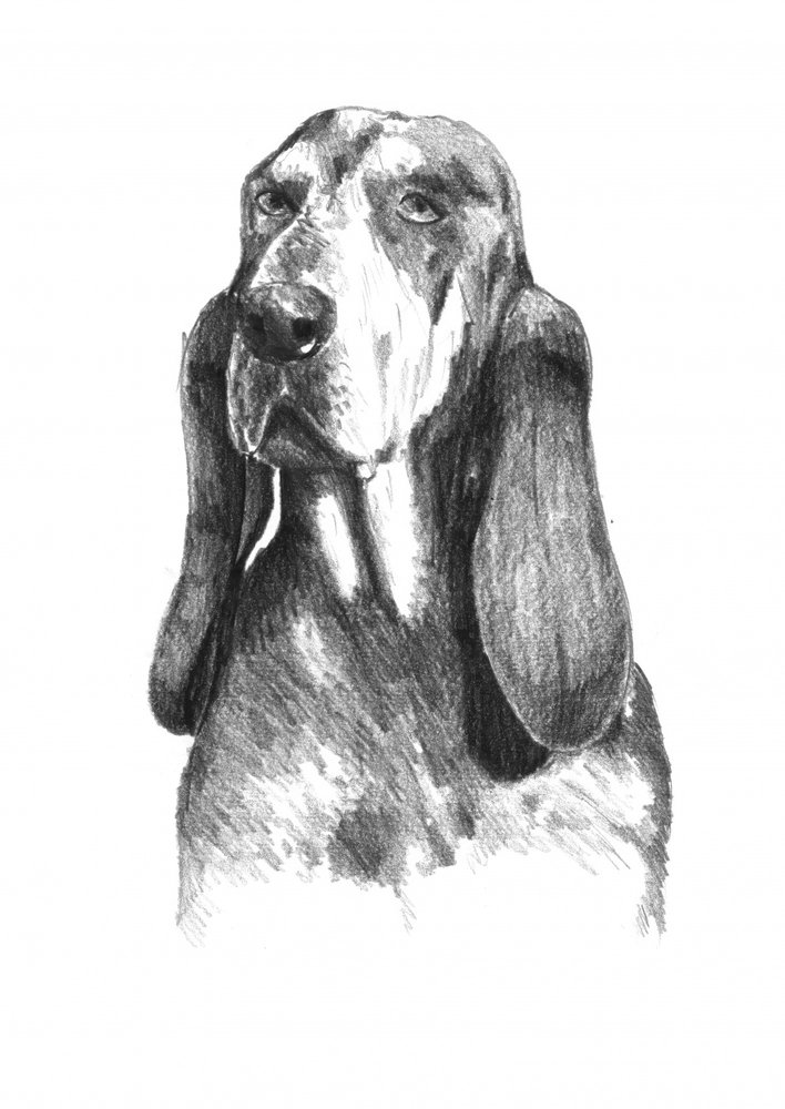 Soulful Basset Hound by Kulik
