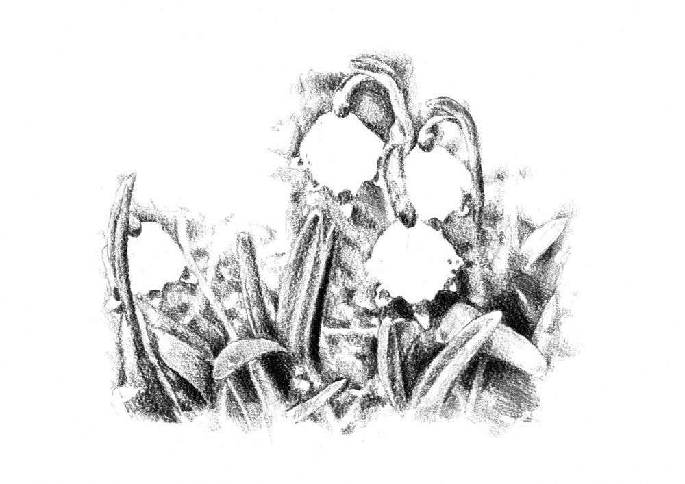 Spring Snowdrop Sketch by Kulik