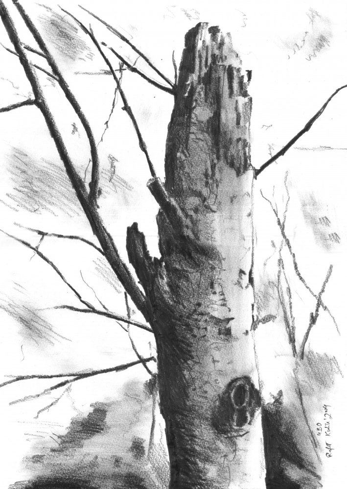 Stark Tree Trunk by Kulik
