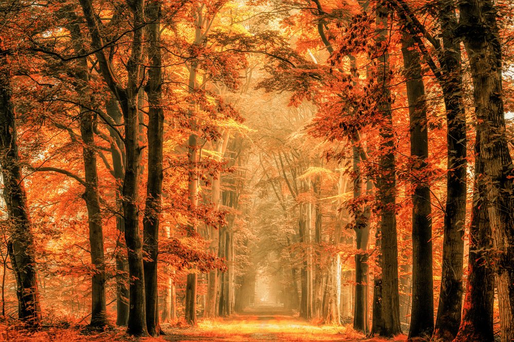 Golden Autumn Forest Path by Lars van de Goor †