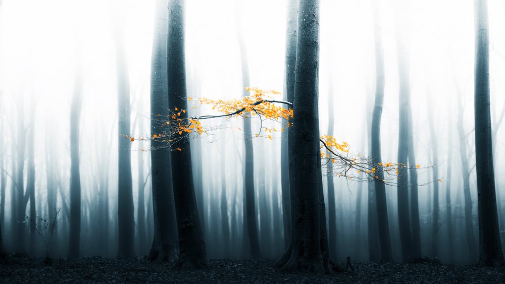Misty Forest Glow by Lars van de Goor †