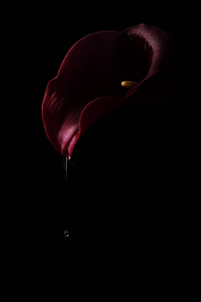 Deep Red Calla Drop by Laura Benvenuti