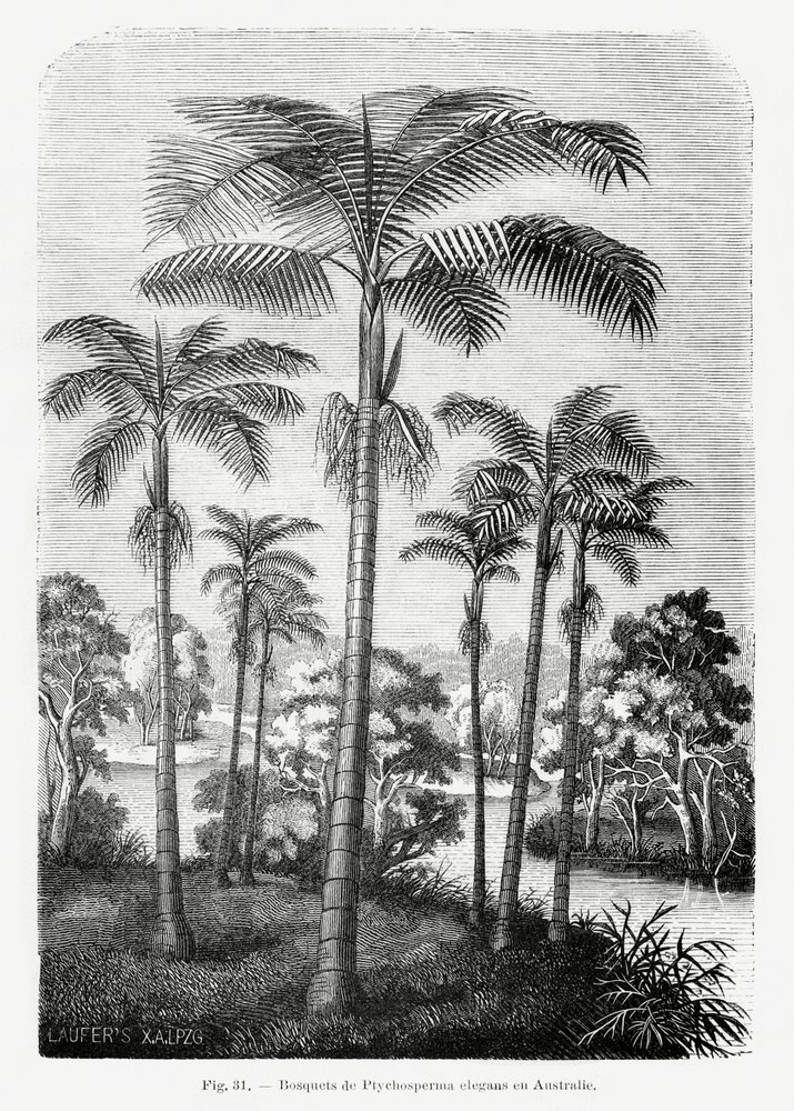 Vintage Palm Tree Drawing II by Les Palmiers Histoire Iconographique