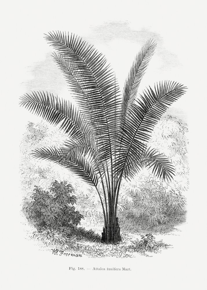 Vintage Palm Tree Drawing VII by Les Palmiers Histoire Iconographique
