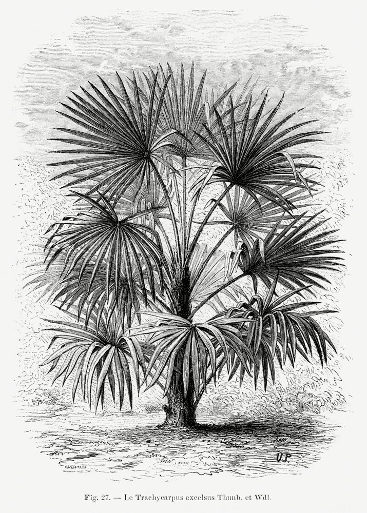 Vintage Palm Tree Drawing XI by Les Palmiers Histoire Iconographique