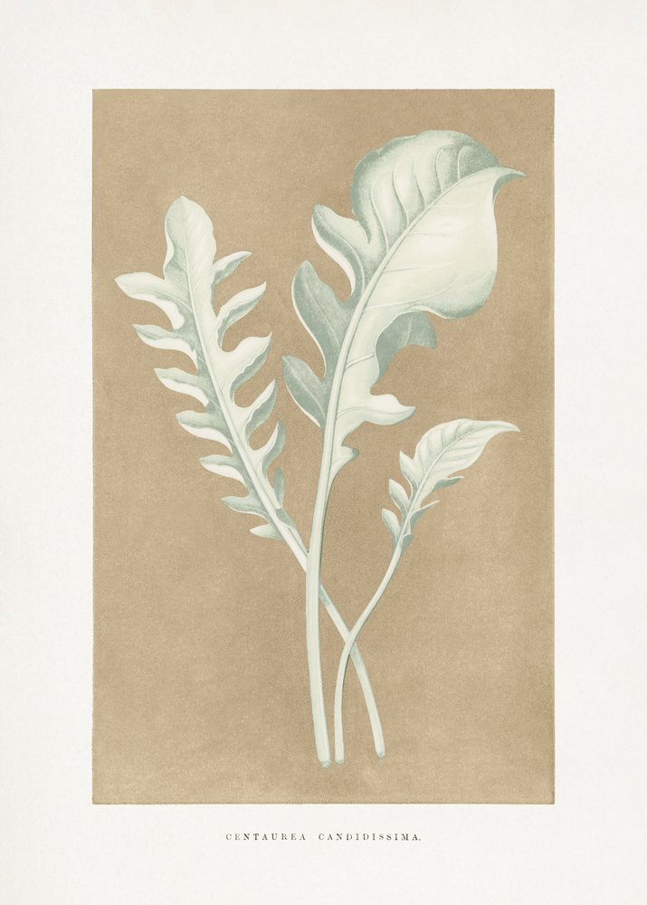 Centaurea Candidissima Leaf Illustration by Les Plantes a Feuillage Colore