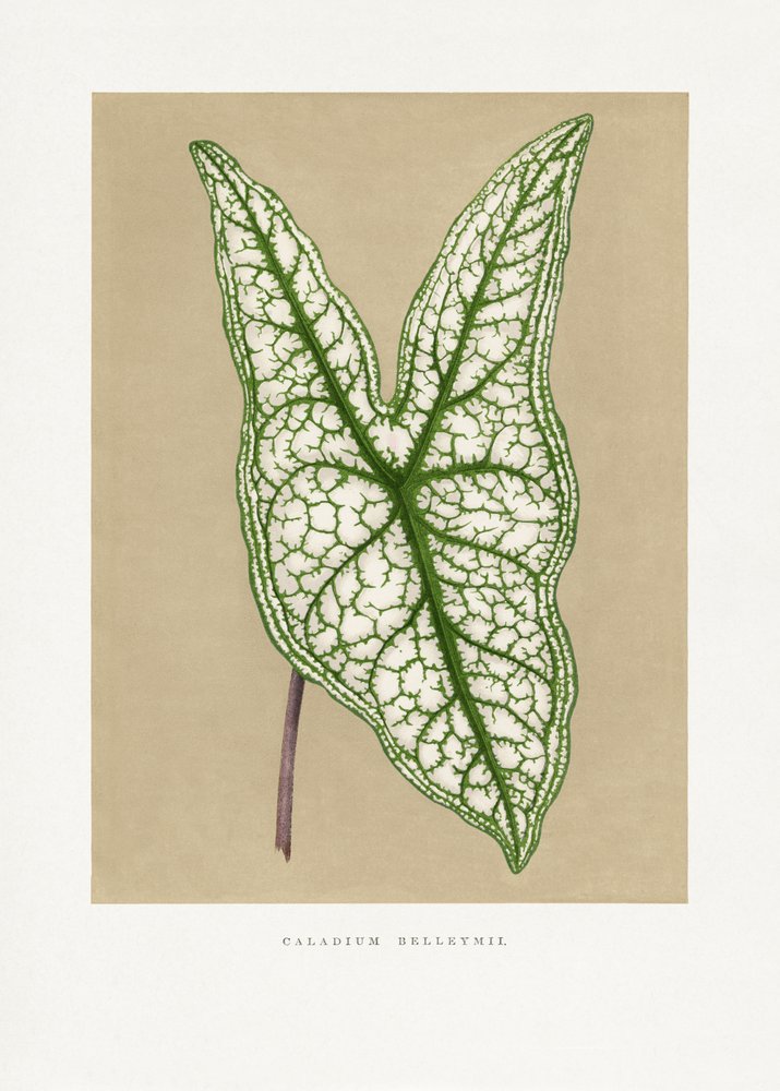 Green Caladium Belleymii Leaf Illustration by Les Plantes a Feuillage Colore