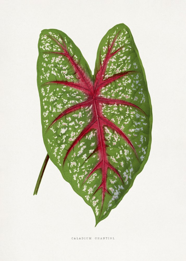Green Caladium Chantini Leaf Illustration by Les Plantes a Feuillage Colore