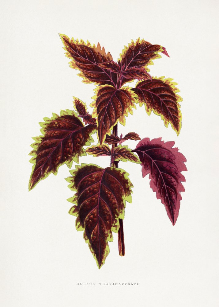 Pink Coleus Leaf Illustration by Les Plantes a Feuillage Colore