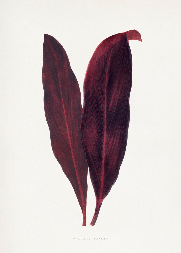 Pink Dracaena Ferrea Leaf Illustration by Les Plantes a Feuillage Colore
