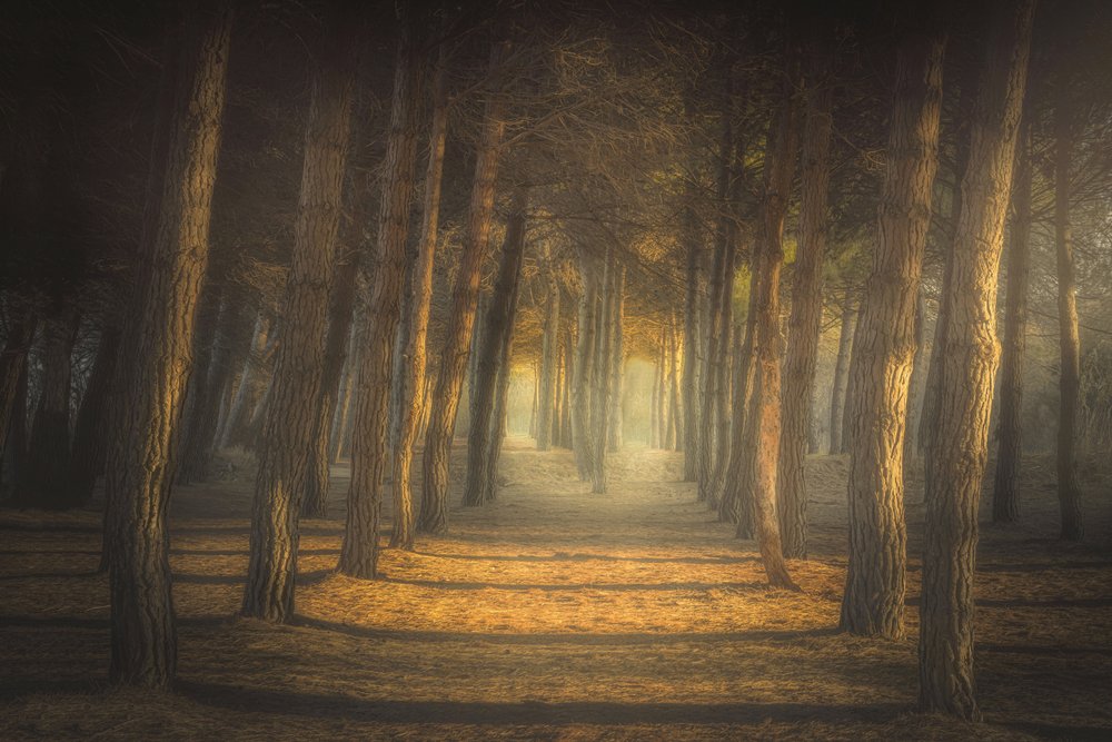 Golden Forest Path by Ludovico Reale