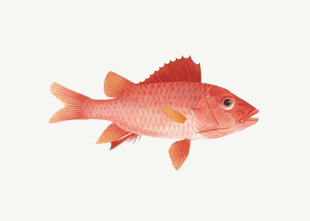 Fish by Luigi Balugani