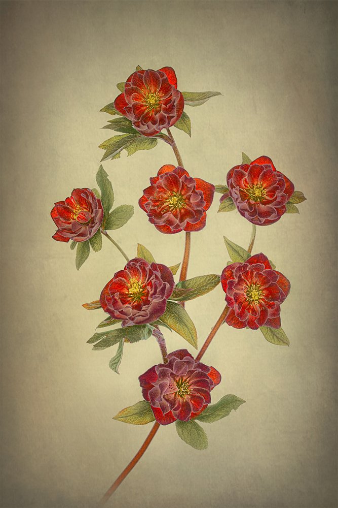 Double Queen Hellebores by Lydia Jacobs