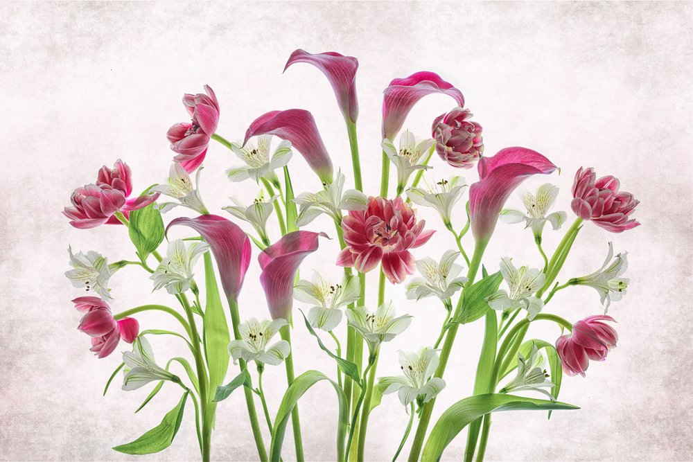 Fresh Pink And White Flowers by Lydia Jacobs
