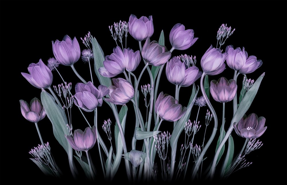 Glowing Purple Tulips by Lydia Jacobs