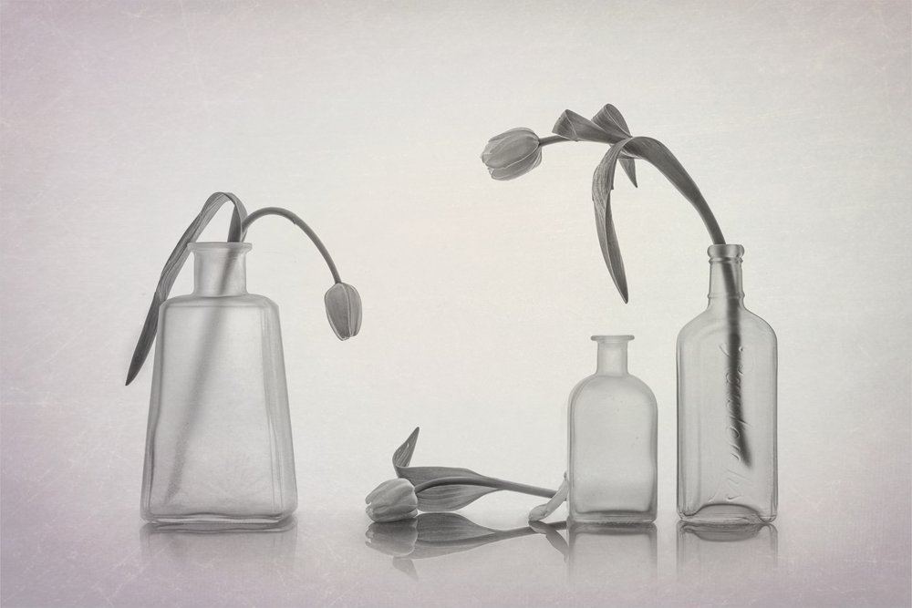Quiet Tulip Still Life by Lydia Jacobs