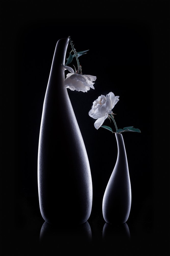 Shadow Vases White Roses by Lydia Jacobs