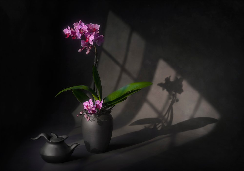 Shadowed Orchid Elegance by Lydia Jacobs