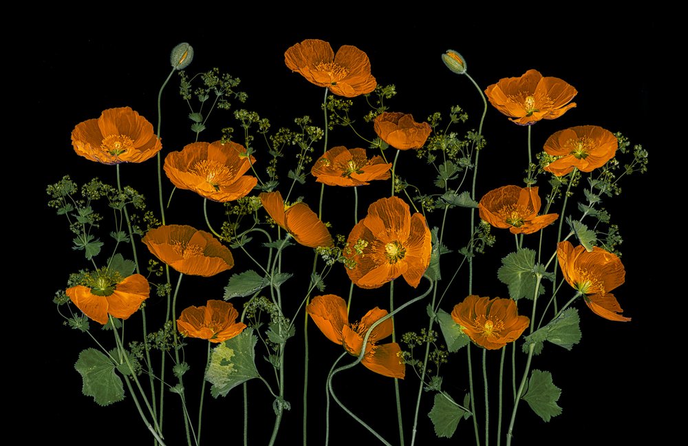 Vibrant Orange Poppies by Lydia Jacobs