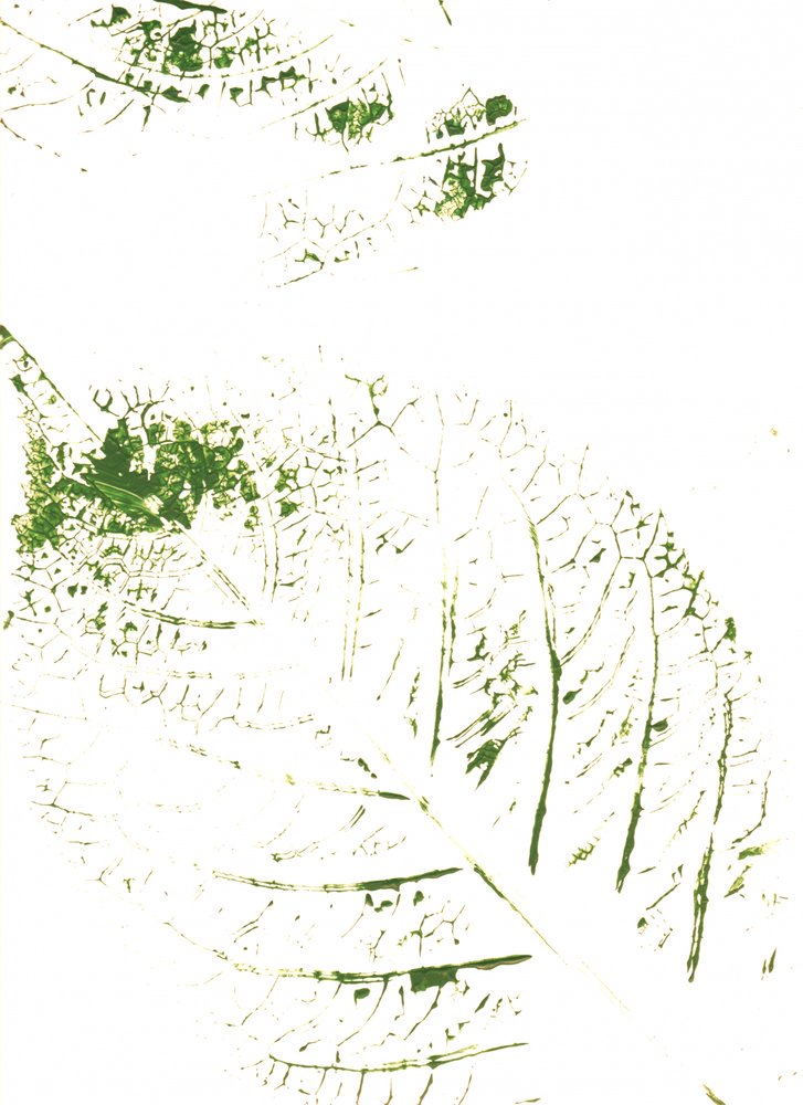 Green Leaf Prints by Maira Ribena
