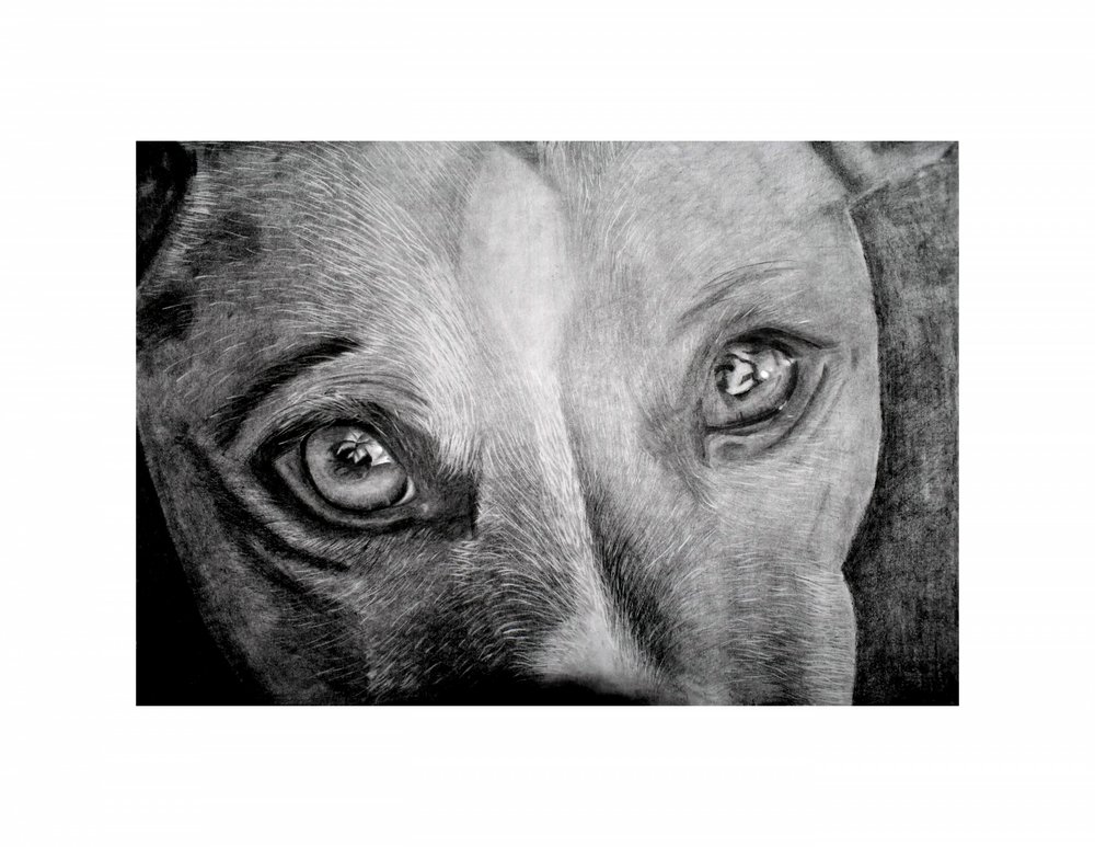 Soulful Dog Eyes by Marchelle de Kock